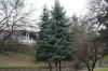 Abies concolor